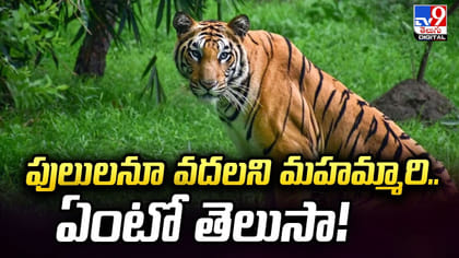 పులులనూ వదలని మహమ్మారి.. ఏంటో తెలుసా!