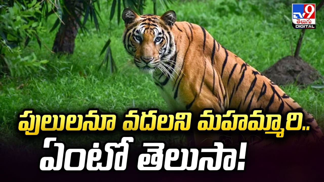 పులులనూ వదలని మహమ్మారి.. ఏంటో తెలుసా! పులులనూ వదలని మహమ్మారి.. ఏంటో తెలుసా!