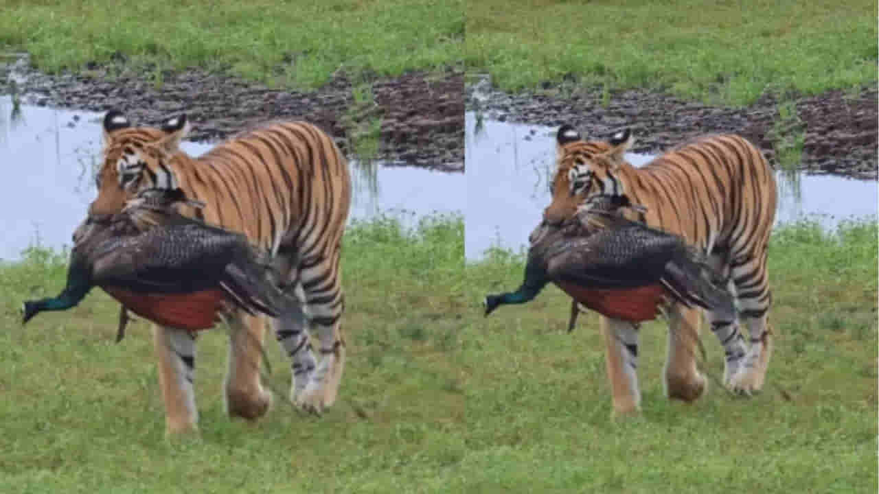 Viral Video: జాతీయ జంతువు vs జాతీయ పక్షి.. పోరులో గెలుపెవరిది..? ఈ వీడియో చూస్తే నోరెళ్లబెడతారు..