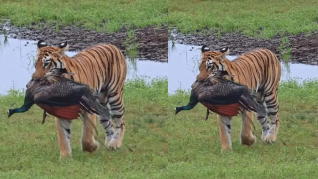 Viral Video: జాతీయ జంతువు vs జాతీయ పక్షి.. పోరులో గెలుపెవరిది..? ఈ వీడియో చూస్తే నోరెళ్లబెడతారు..