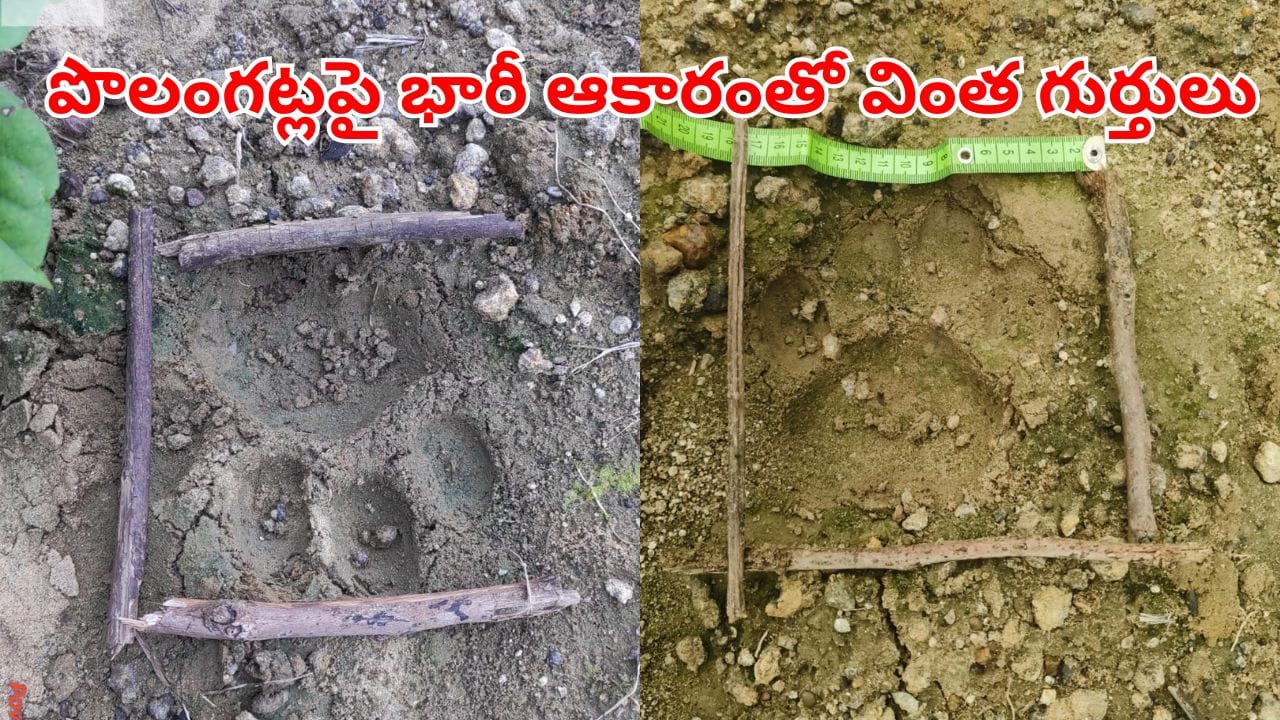 Telangana: ఉదయానే పొలానికి వెళ్లిన రైతు.. గట్లపై భారీ ఆకారంతో కనిపించిన వింత గుర్తులు..