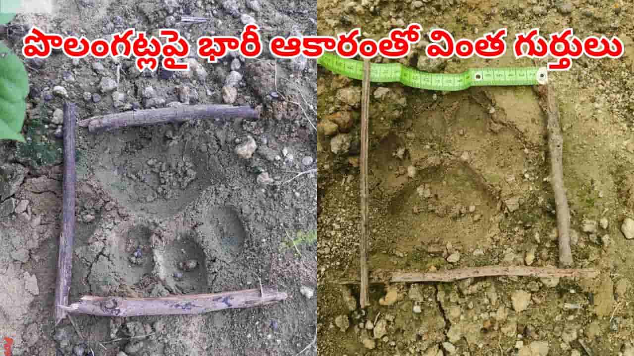 Telangana: ఉదయానే పొలానికి వెళ్లిన రైతు.. గట్లపై భారీ ఆకారంతో కనిపించిన వింత గుర్తులు..