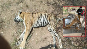 నల్లమలలో వరుస పులుల మరణాలు.. అసలు కారణమేంటి? ప్రభుత్వం కీలక..