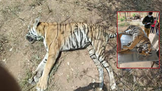 నల్లమలలో వరుస పులుల మరణాలు.. అసలు కారణమేంటి? ప్రభుత్వం కీలక నిర్ణయం
