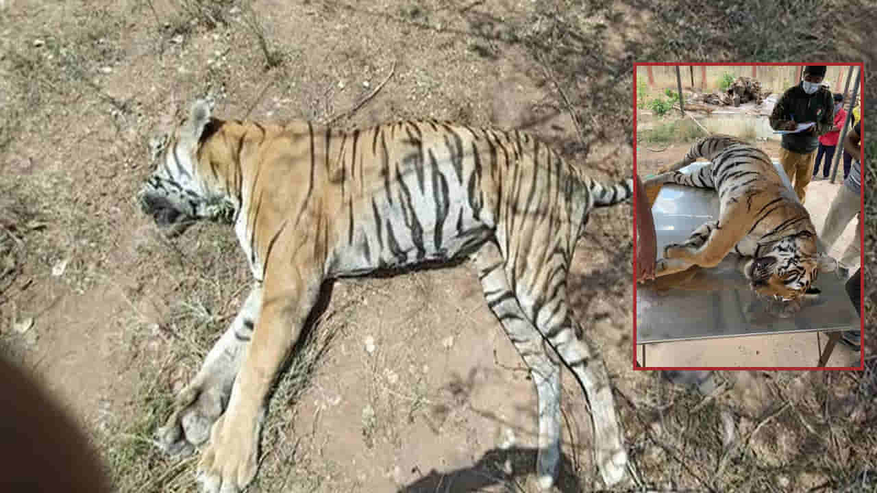 నల్లమలలో వరుస పులుల మరణాలు.. అసలు కారణమేంటి? ప్రభుత్వం కీలక నిర్ణయం