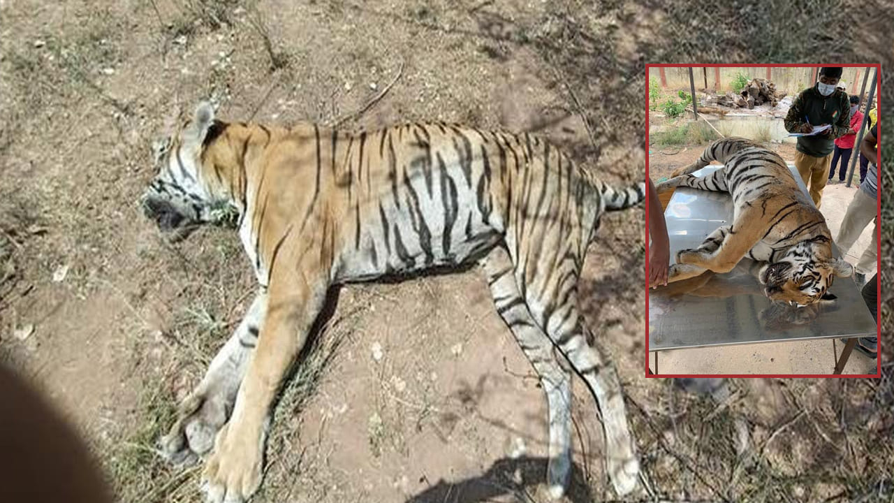 నల్లమలలో వరుస పులుల మరణాలు.. అసలు కారణమేంటి? ప్రభుత్వం కీలక నిర్ణయం