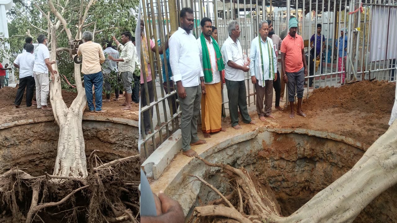 తాజాగా గత జాతర సమయంలో మేడారం గద్దెల ప్రాంగణాన్ని రాష్ట్ర ప్రభుత్వం ఆధునీకరించింది..ఆదివాసి పూజార్ల సూచనల మేరకు గద్దెల ప్రాంగణంలో జువి చెట్టు నిర్మాణం కోసం ప్రయత్నాలు చేశారు.. కానీ గతంలో అనేక సందర్భాలలో మొక్కలు నాటినా బ్రతకలేదు.. దీంతో ప్రాంతంలో జువ్వి వృక్షాన్ని ట్రీ ట్రాన్స్ ప్లాంటేషన్ చేయాలని దేవాదాయశాఖ అధికారులు నిర్ణయించారు... మేడారం అడవుల్లో వెతికి నభారీ వృక్షాన్ని సేకరించి జేసీబీ సహాయంతో గద్దెల ప్రాంగణానికి తరలించారు..ఆదివాసి పూజారులు ప్రత్యేక పూజలు నిర్వహించిన అనంతరం జెసిబి సహాయంతో ఇక్కడ జువ్వి చెట్టును ప్రతిష్టించారు..