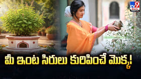 మీ ఇంట సిరులు కురిపించే మొక్క!