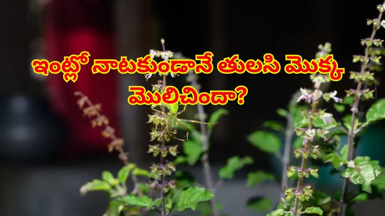 ఇంట్లో నాటకుండానే తులసి మొక్క మొలిచిందా? దాని వెనుక ఉన్న ఆధ్యాత్మిక రహస్యం ఇదే!