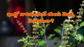 ఇంట్లో నాటకుండానే తులసి మొక్క మొలిచిందా? దాని అర్థం ఏంటో తెలిస్తే