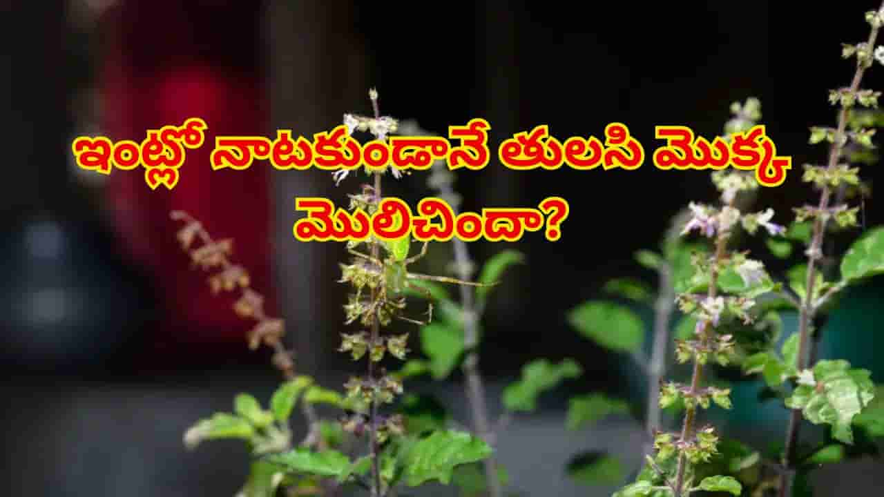 ఇంట్లో నాటకుండానే తులసి మొక్క మొలిచిందా? దాని వెనుక ఉన్న ఆధ్యాత్మిక రహస్యం ఇదే!