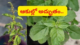 ఉదయాన్నే 4 తులసి ఆకులు తింటే ఏం జరుగుతుందో తెలుసా..?