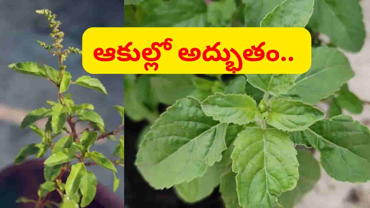 ఉబ్బసాన్ని ఊదిపారేస్తుంది.. ఉదయాన్నే ఇవి 4 ఆకులు తింటే శరీరంలో జరిగే అద్భుతం ఇదే..!