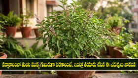 తులసి మొక్క గుబురుగా పెరగాలంటే.. ఈ ఎరువులు వాడండి