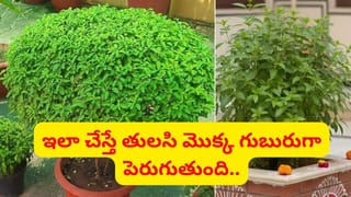 తులసి మొక్క పచ్చగా, గుబురుగా పెరగాలంటే ఇది ఒక చెంచా ఇవ్వండి.. అస్సలు తిరుగుండదు..