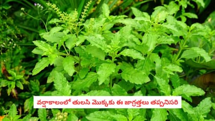 వర్షాకాలంలో తులసి మొక్కకు ఈ జాగ్రత్తలు తప్పనిసరి