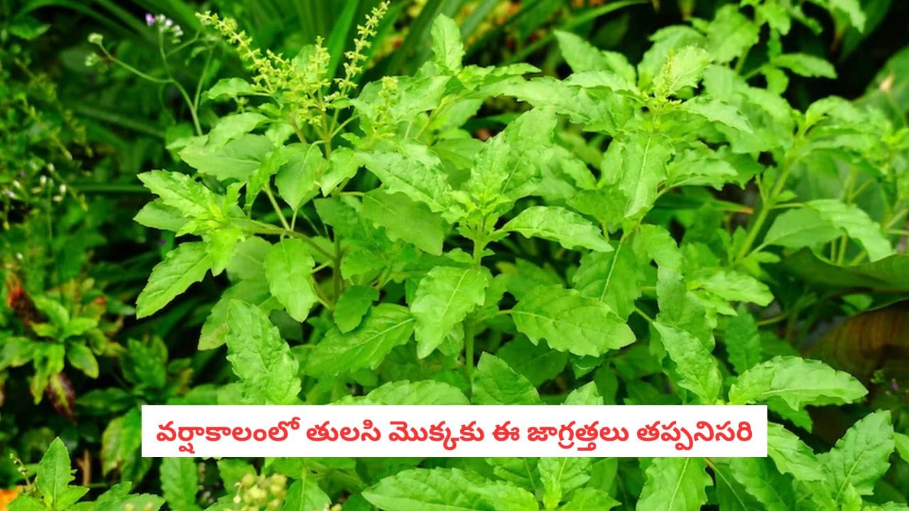Tulsi Plant: వర్షాకాలంలో తులసి మొక్క పచ్చగా, దట్టంగా పెరగాలంటే.. ఈ జాగ్రత్తలు తప్పనిసరి!