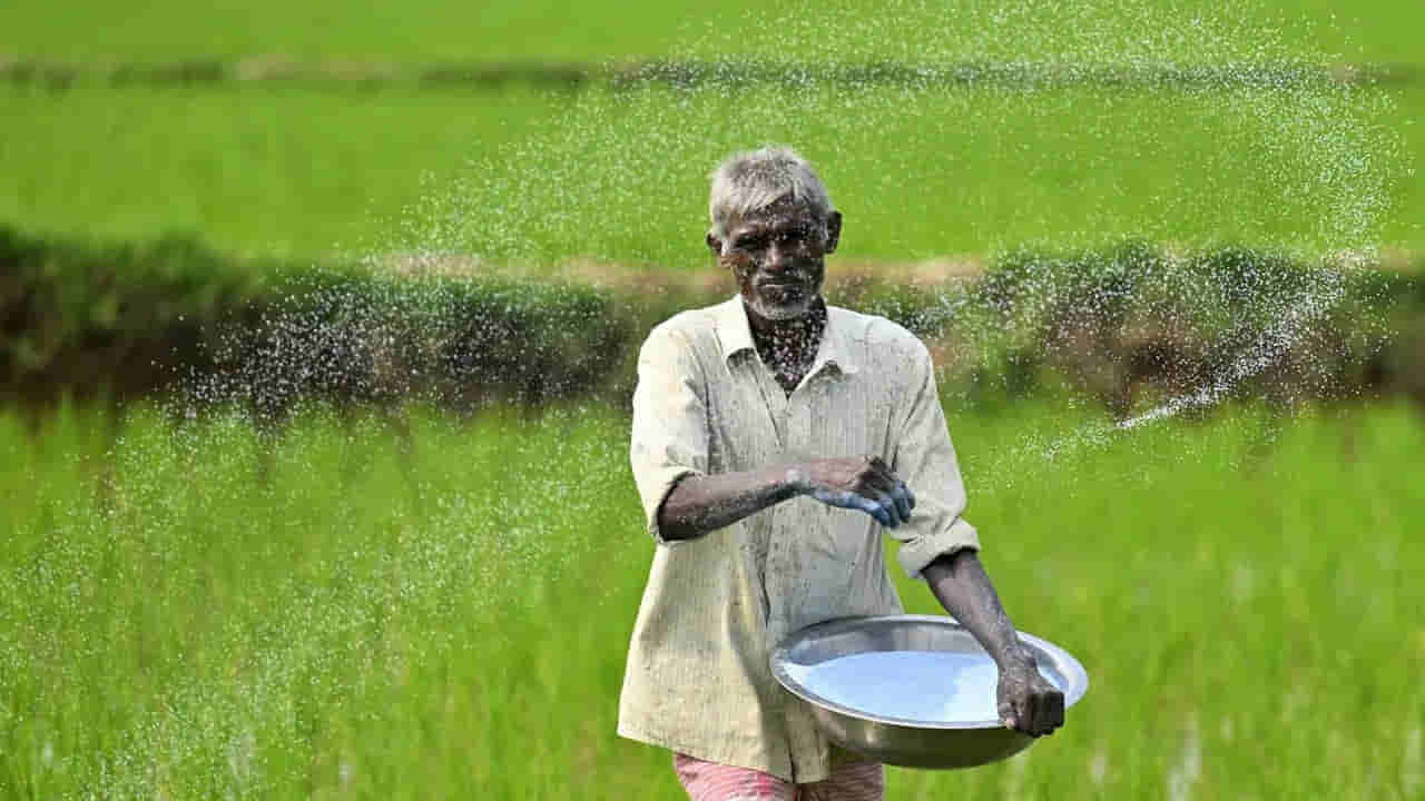 వరి, మొక్కజొన్నకు యూరియా వేస్తున్నారా.. ఈ తప్పులు చేస్తే దిగుబడి పడిపోతుంది..