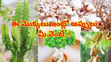 ఈ మొక్కలు ఇంట్లో ఉంటే అప్పులపాలవుతారు! వాస్తు ప్రకారం పెంచకూడనివి