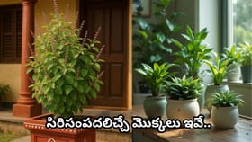 లక్ష్మీ కటాక్షం కోసం ఇంట్లో ఈ మొక్కలు పెంచండి.. ఏ దిశలో ఉంచాలో..