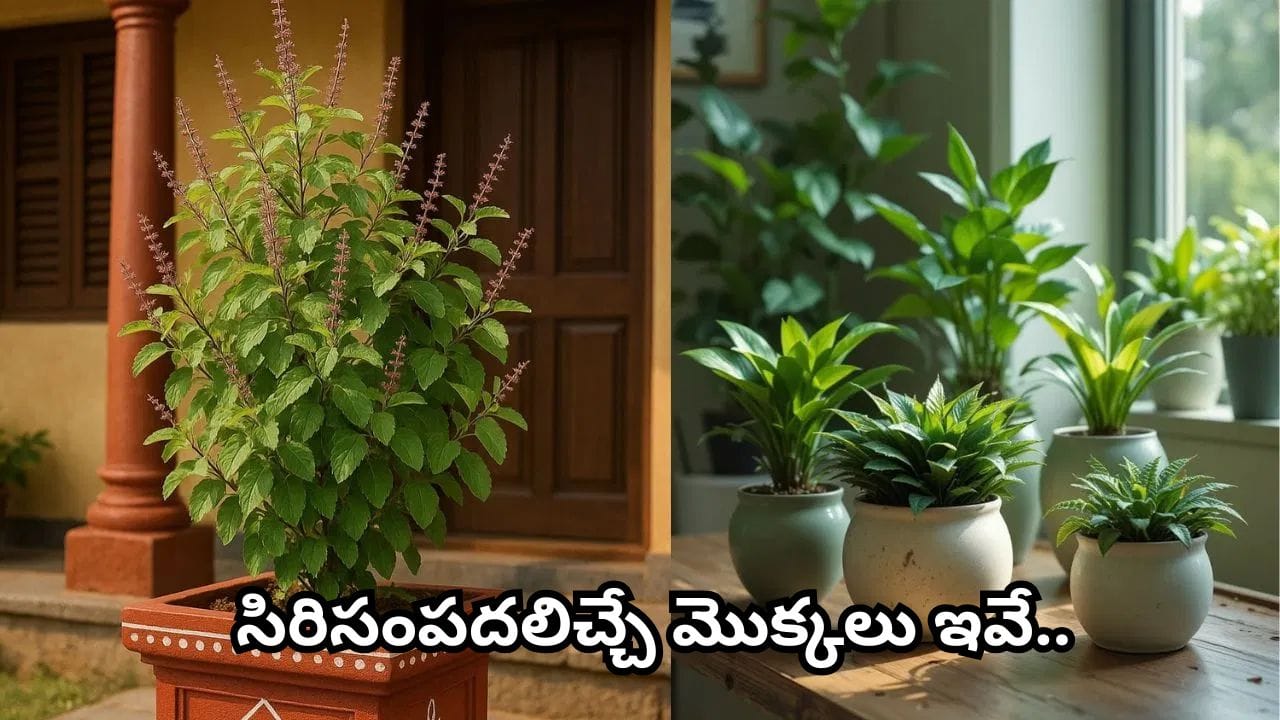 Vastu Tips: లక్ష్మీ కటాక్షం కోసం ఇంట్లో ఈ మొక్కలు పెంచండి.. ఏ దిశలో ఉంచాలో తెలుసా?