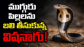 పాము కాటుకు ముగ్గురు మృతి, మరొకరు సీరియస్!