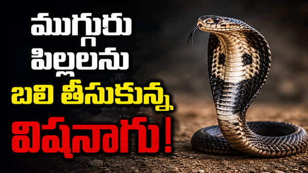 మాయదారి పాము.. హాస్టల్లో నిద్రపోతున్న ఆరుగురిని కాటేసిన కాలనాగు. ముగ్గురు మృతి!
