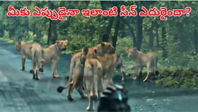 వర్షపు వాతావరణంలో మృగరాజుల సందడి.. ఇదిగో వీడియో