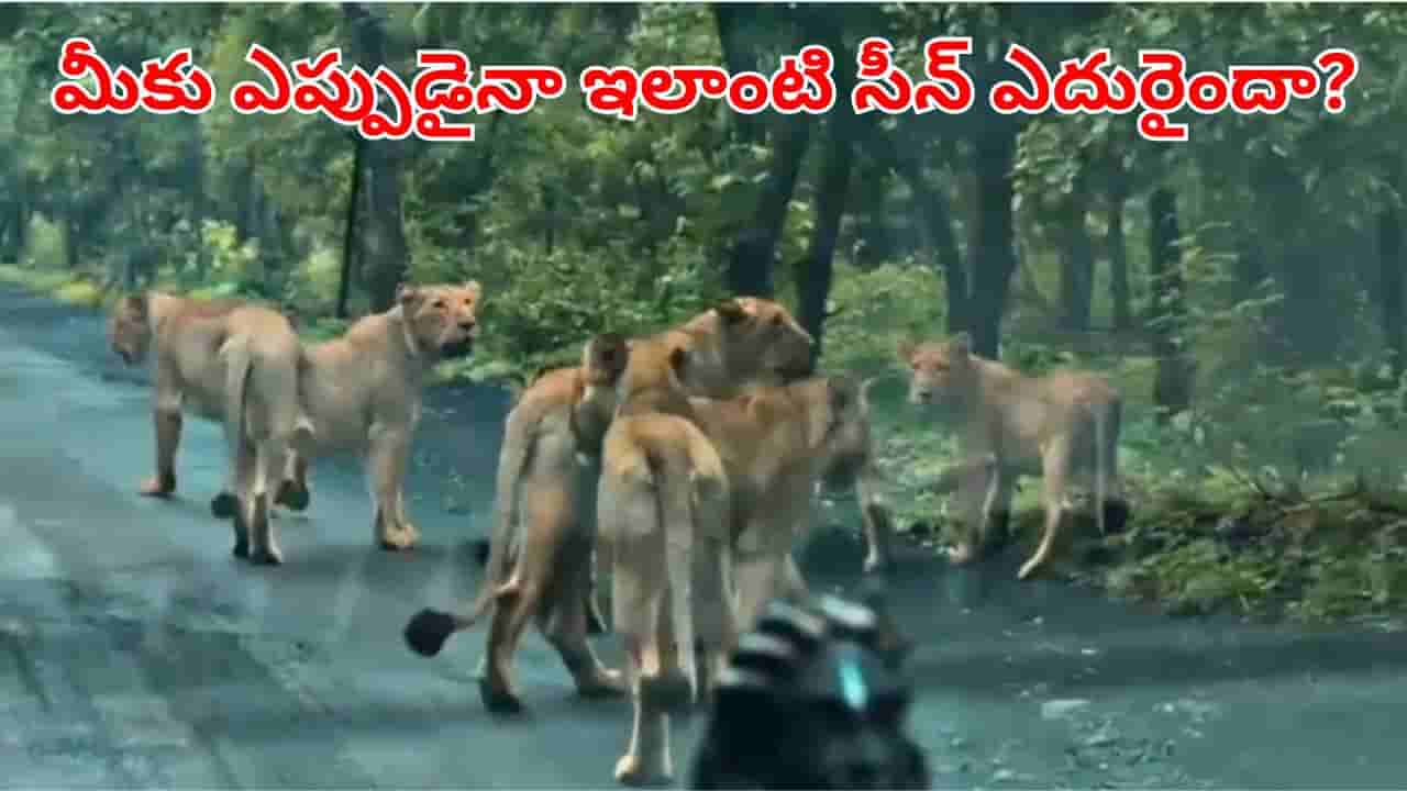 Viral Video: వర్షపు వాతావరణంలో మృగరాజుల సందడి.. రోడ్డుపై శికారు చేసిన సింహాలు గుంపు!