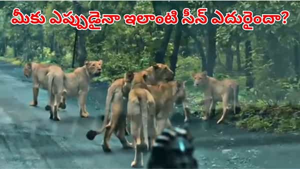 Viral Video: వర్షపు వాతావరణంలో మృగరాజుల సందడి.. రోడ్డుపై శికారు చేసిన సింహాలు గుంపు!