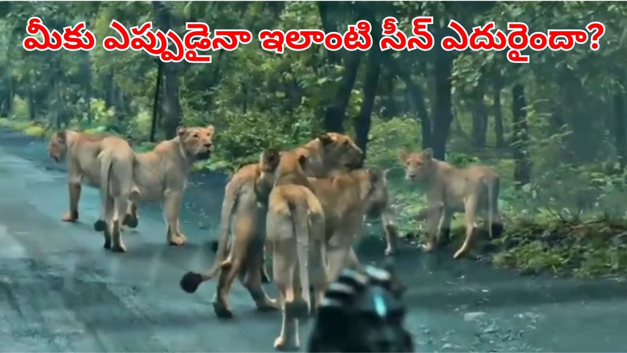 Viral Video: వర్షపు వాతావరణంలో మృగరాజుల సందడి.. రోడ్డుపై శికారు చేసిన సింహాలు గుంపు!