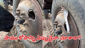 వామ్మో మరీ ఇంత కోపమా.. స్నేక్ క్యాచర్‌కే సుస్సూ పోయించిన పాము