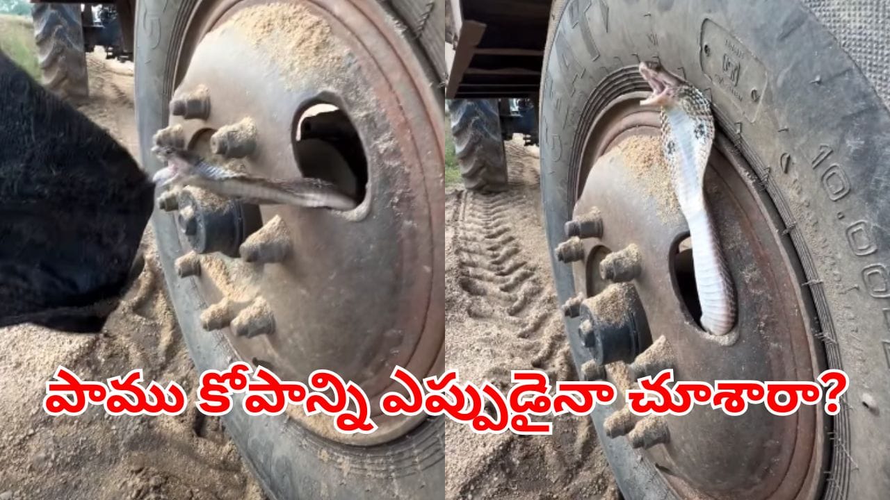 Viral Video: వామ్మో మరీ ఇంత కోపమా.. స్నేక్ క్యాచర్కే సుస్సూ పోయించిన పాము.. వీడియో చూస్తే..