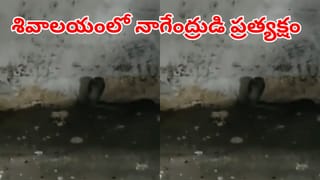 ఆలయంలో అద్భుతం.. పవిత్ర సోమవారం శివాలయంలో ప్రత్యక్షమైన నాగేంద్రుడు!