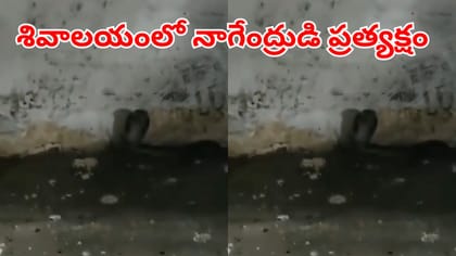 పవిత్ర సోమవారం శివాలయంలో ప్రత్యక్షమైన నాగేంద్రుడు