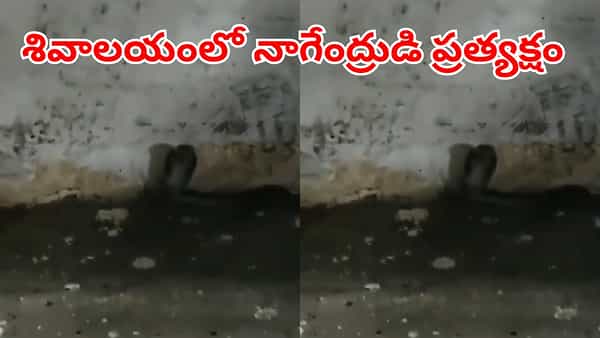 ఆలయంలో అద్భుతం.. పవిత్ర సోమవారం శివాలయంలో ప్రత్యక్షమైన నాగేంద్రుడు!