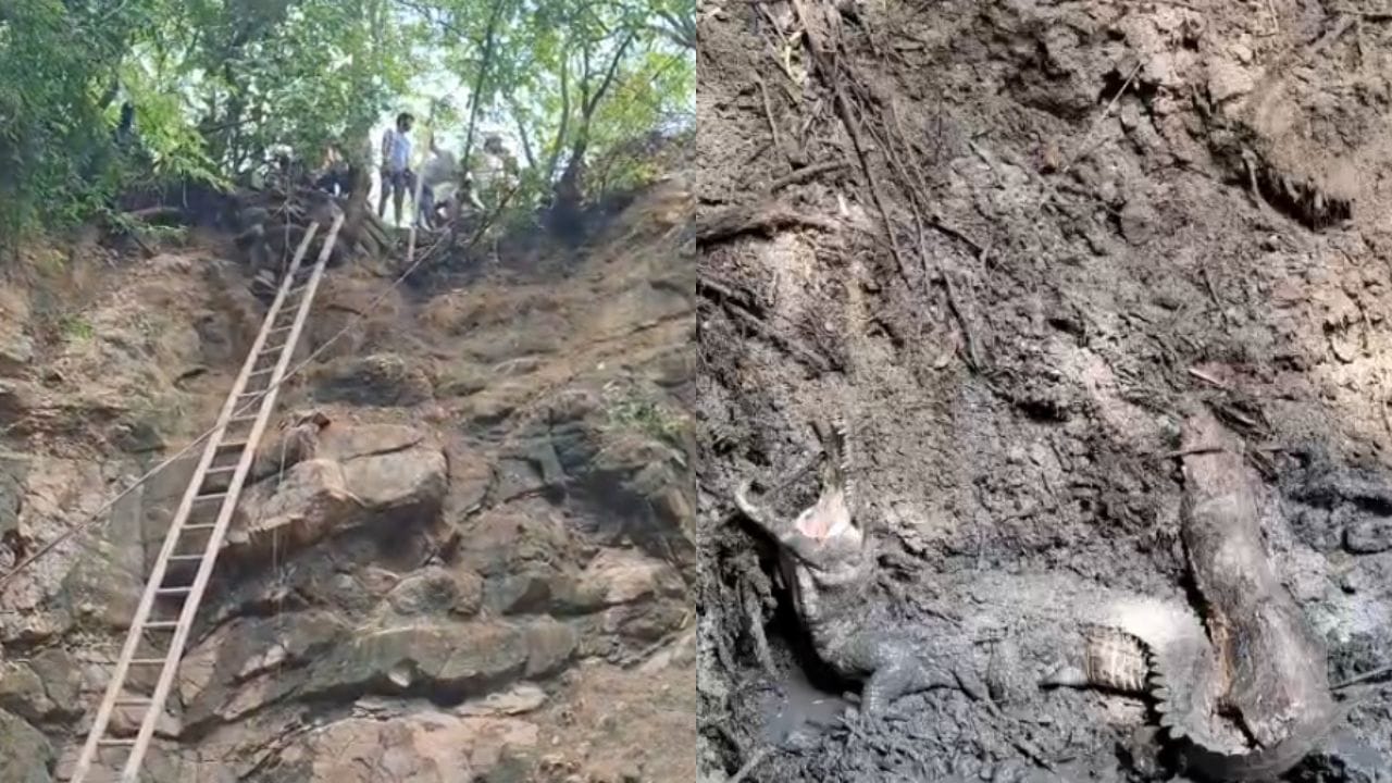 Viral Video: వ్యవసాయ బావిలో కనిపించిన భారీ ఆకారం.. ఏంటని తొంగి చూడగా..
