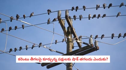 కరెంటు తీగలపై కూర్చున్న పక్షులకు షాక్ తగలదు ఎందుకు?