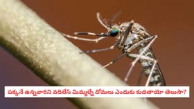 పక్కనే ఉన్నవారిని వదిలేసి మిమ్మల్నే దోమలు ఎందుకు కుడతాయో తెలుసా?