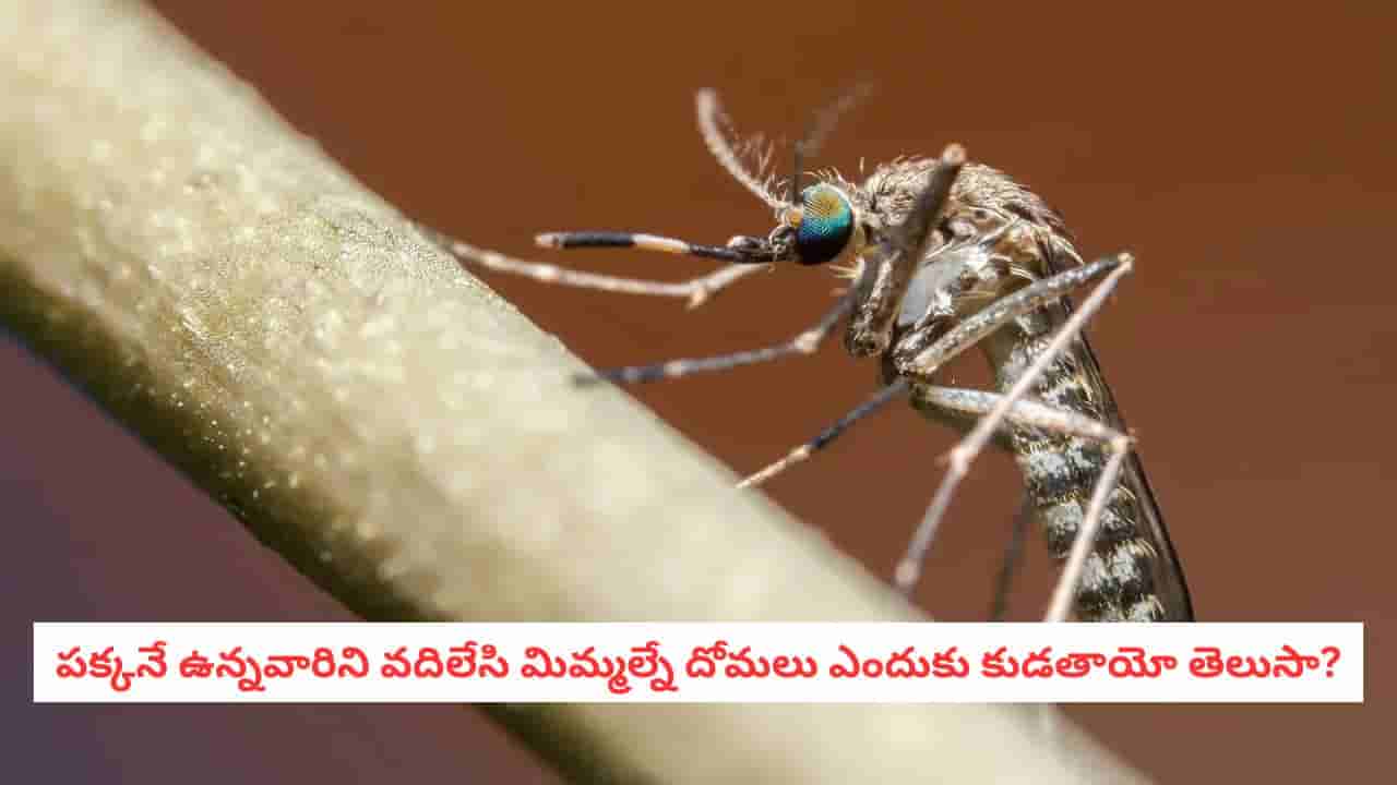 Mosquito Facts: వామ్మో.. దోమలు మిమ్మల్నే ఎక్కువగా కుడుతున్నాయా?.. కారణం రక్తం కాదు.. ఈ విషయాలే!