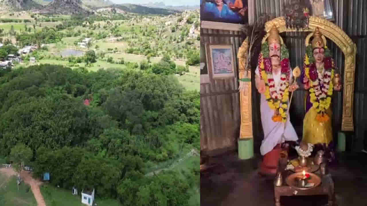Andhra Pradesh: 6869 ఊడలు.. 8.5 ఎకరాల విస్తీర్ణం.. రాత్రైతే పక్షి కూడా వాలని తిమ్మమ్మ మర్రిమాను రహస్యాలు తెలిస్తే..
