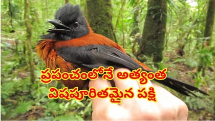 అందమైన పక్షి అనుకుంటే పొరపాటే.. నిలువునా ప్రాణం తీసే కిల్లర్‌!