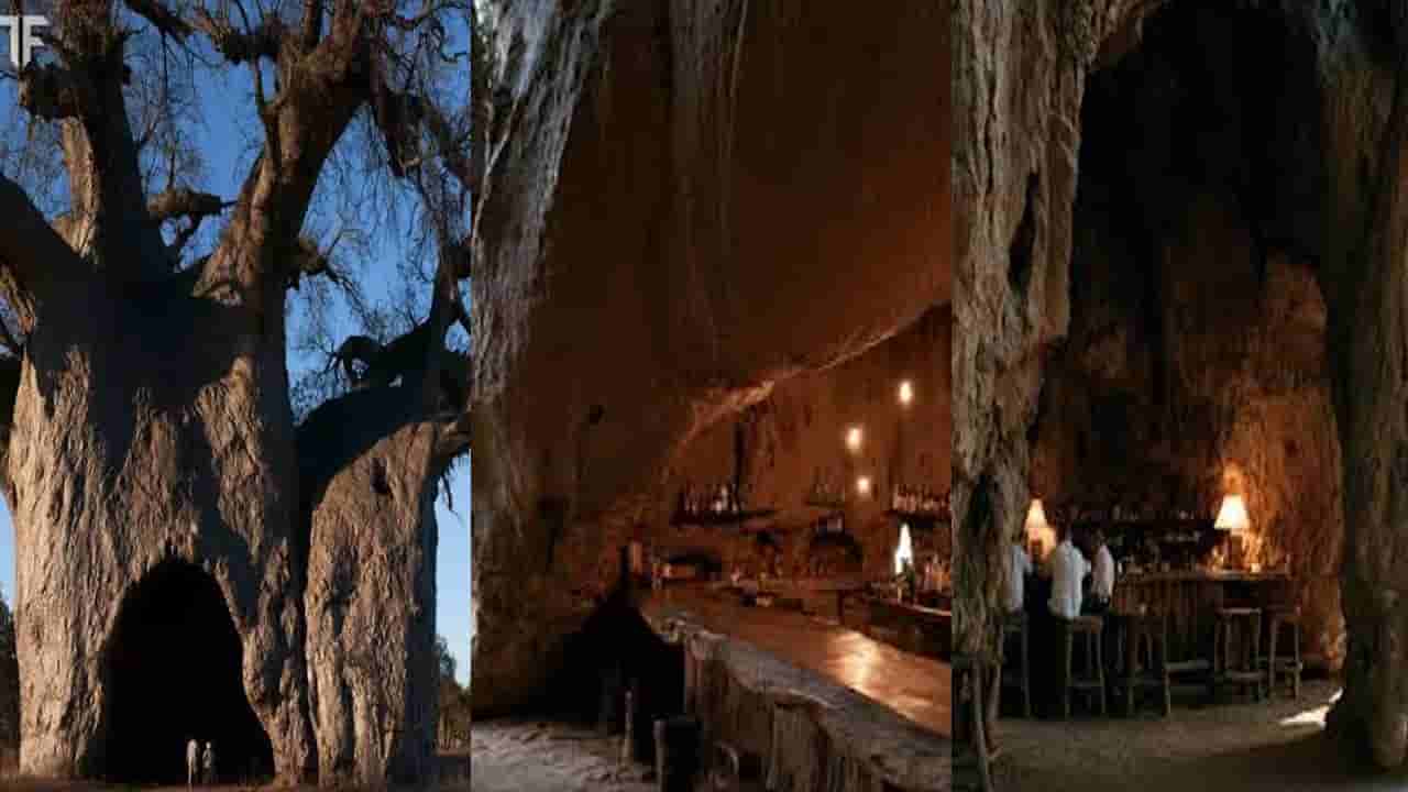 వార్నీ.. బార్ భలే ఉందిగా.. చెట్టు తొర్రలో తాగుబోతుల అడ్డా.. మందు, స్టవ్ ఏలా ఉంటుందో తెలిస్తే..