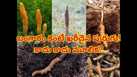 బంగారం కంటే ఖరీదైన పురుగు! దీని ప్రత్యేకత, అసలు ధర ఎంతో తెలిస్తే