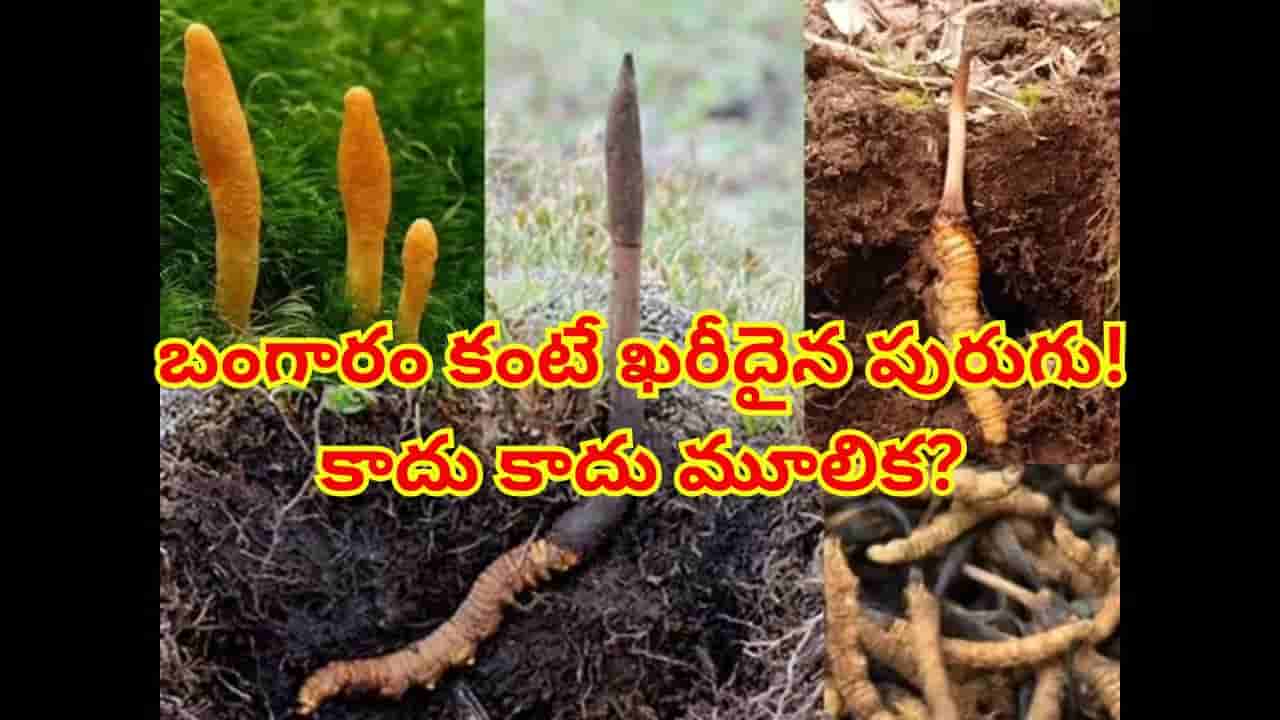 బంగారం కంటే ఖరీదైన పురుగు! దీని ప్రత్యేకత, అసలు ధర ఎంతో తెలిస్తే కళ్లు బైర్లు కమ్మాల్సిందే..!!