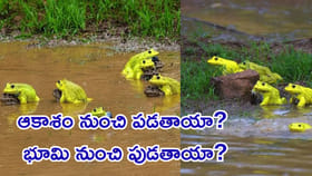 ఎండిన చెరువుల్లోకి వర్షపు నీరు రాగానే పసుపు కప్పులు ఎలా వస్తాయి?
