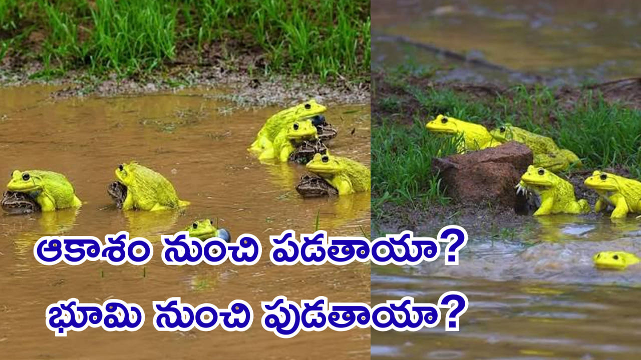 ఎండిన చెరువుల్లోకి వర్షపు నీరు రాగానే పసుపు కప్పలు ఎలా వస్తాయి? మతిపోగొట్టే వింత