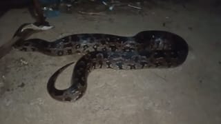 Viral Video: ఆ గ్రామంలో రాత్రికి రాత్రే మిస్సవుతున్న కోళ్లు, మేకలు.. ఏం జరుగుతుందని నిఘా పెట్టగా..