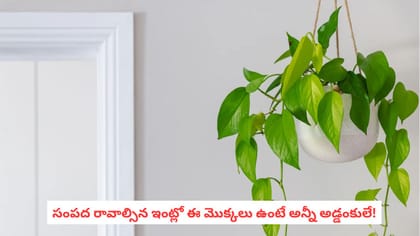 సంపద రావాల్సిన ఇంట్లో ఈ మొక్కలు ఉంటే అన్నీ అడ్డంకులే!
