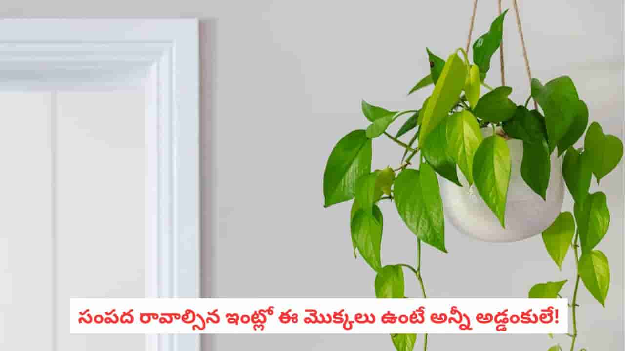 Vastu Tips: అందంగా కనిపిస్తాయి కానీ.. ఇంటి గుమ్మం దగ్గర వీటిని పెంచితే ఇబ్బందులేనట!